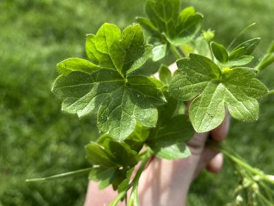 Hand holding cluster of green lobed leaves and small yellow buds over grass