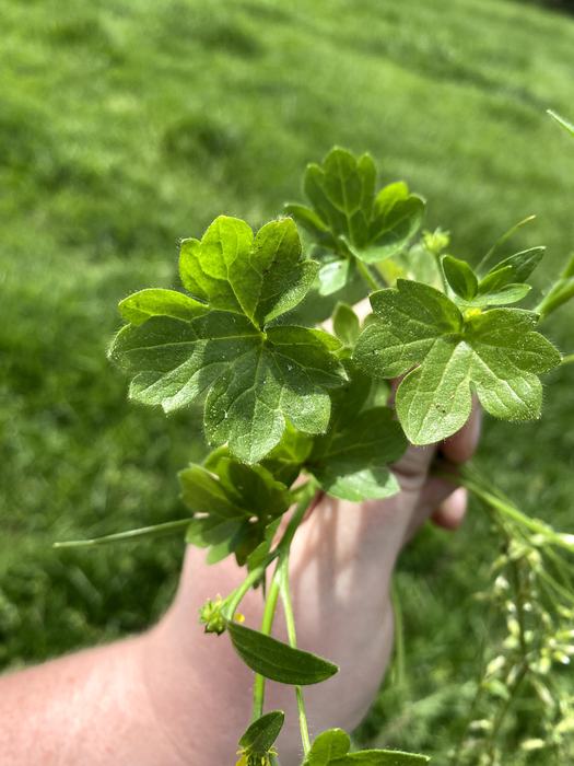 sprig of buttercup foliage