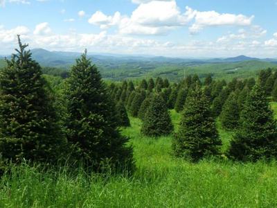 Rows of evergreen trees on a grassy hillside with distant rolling hills and cloudy sky