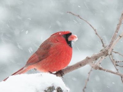 Male northern cardinal perched on a snow-covered branch with snow on its beak