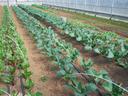 Rows of young brassica and chard plants in greenhouse beds with drip irrigation