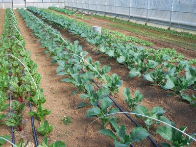 Rows of young brassica and chard plants in greenhouse beds with drip irrigation