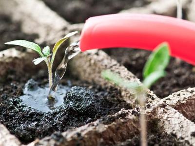 watering seedling