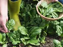 Gardening