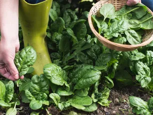 Gardening