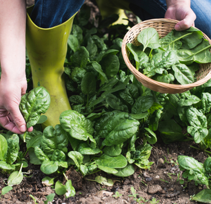 Gardening