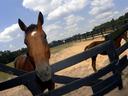 Horse Club 4-H