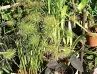 Houseplants