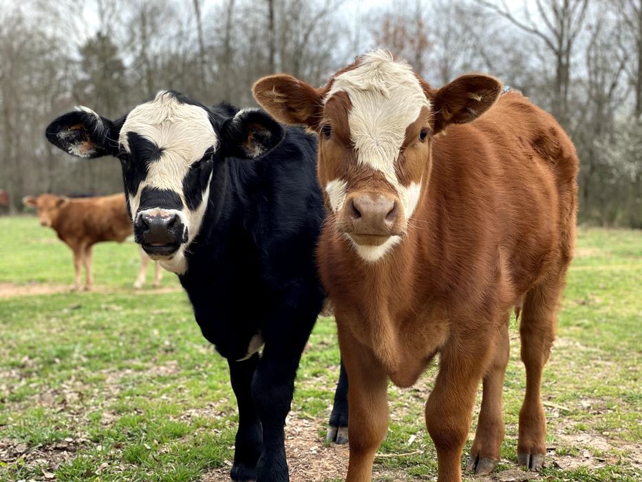 Two calves