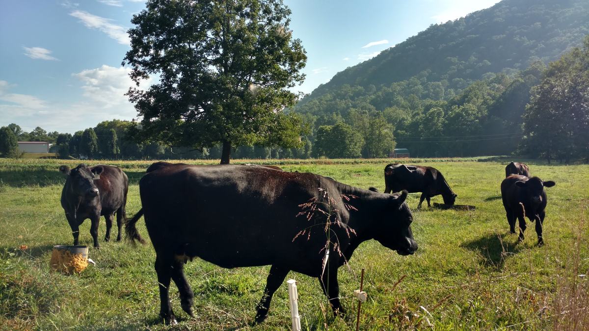 Cows in a pasture