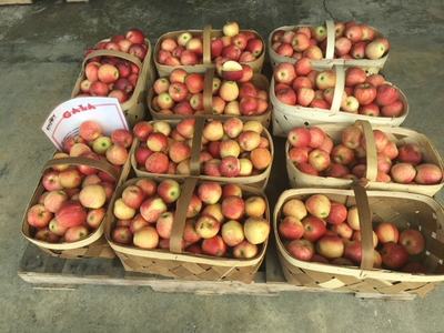 Baskets of red-yellow apples on a wooden pallet, sign reading "Gala"