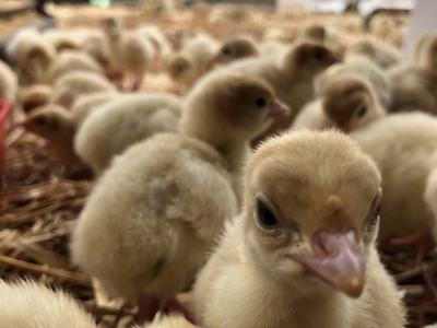 Yellow baby chicks crowded on straw bedding with one chick prominent in foreground