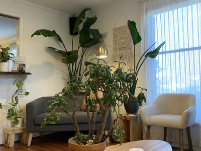 houseplants