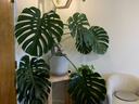 monstera houseplant