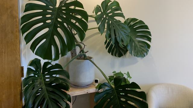 monstera houseplant