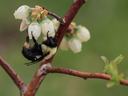 Bumblebee hanging from white bell-shaped flowers on a woody branch