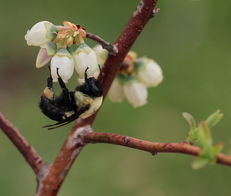 Bumblebee hanging from white bell-shaped flowers on a woody branch