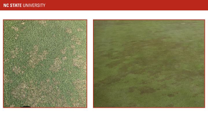 NC STATE UNIVERSITY; left turf with brown patches, right turf with darker irregular patches