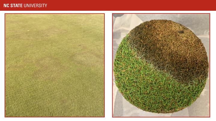 NC STATE UNIVERSITY; left: green turf surface; right: circular turf plug half brown half green