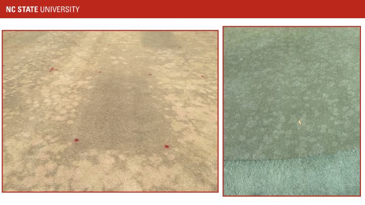 NC STATE UNIVERSITY; left: dried brown turf with red markers; right: green turf with seam and small leaf