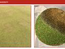 NC STATE UNIVERSITY; left: green turf surface; right: circular turf plug half brown half green