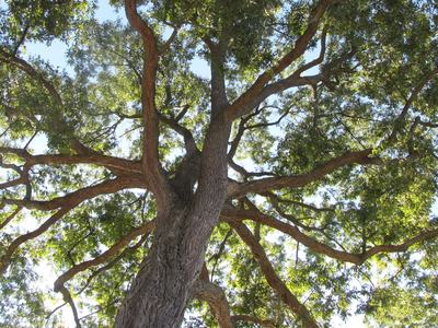 Pecan Tree