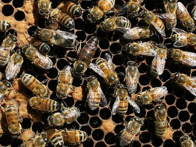 Queen Bee and Workers