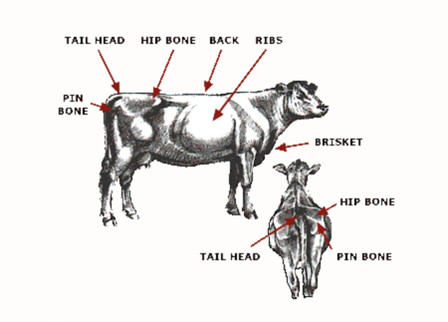 Diagram of cow with arrows labeling Tail Head, Pin Bone, Hip Bone, Back, Ribs, Brisket