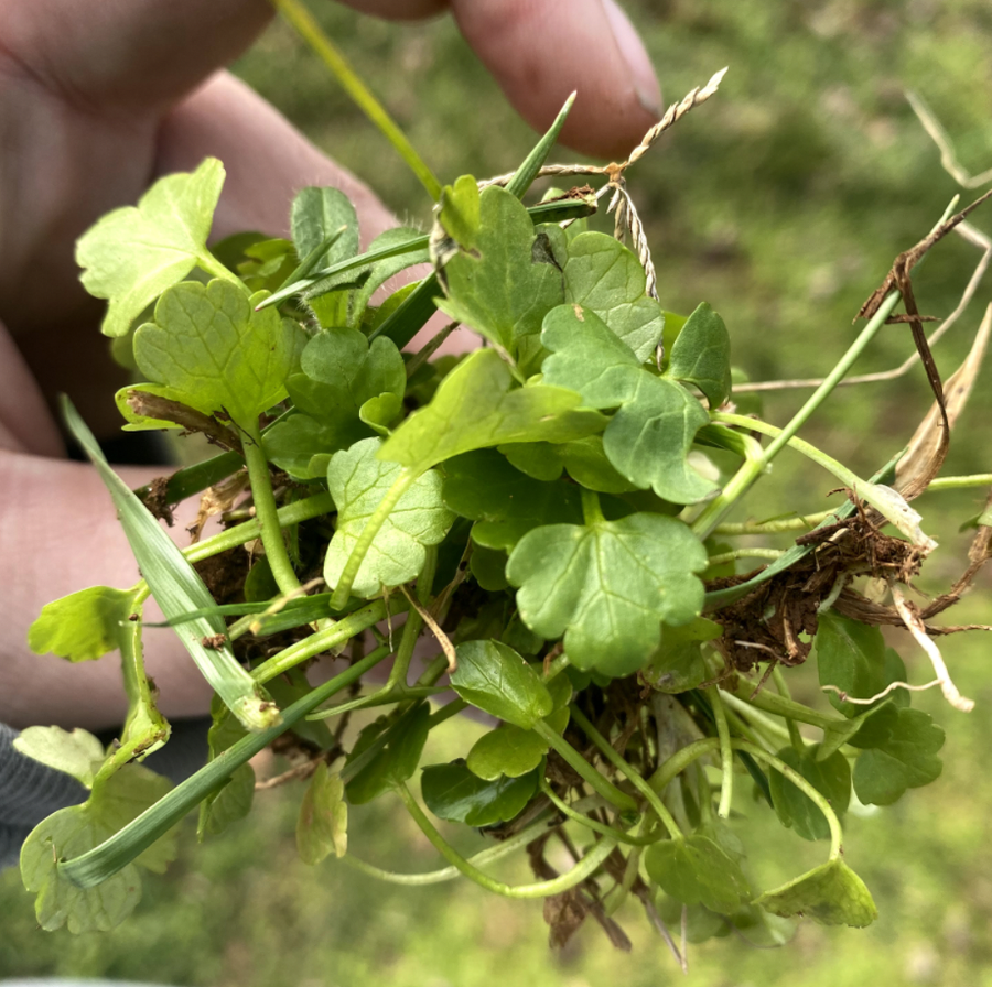 close up of buttercup leaves