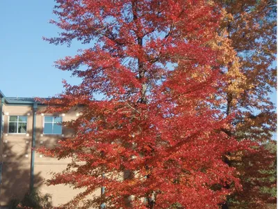 Red-leaved tree in front of a brick building; text "Photo by Jim Robbins"