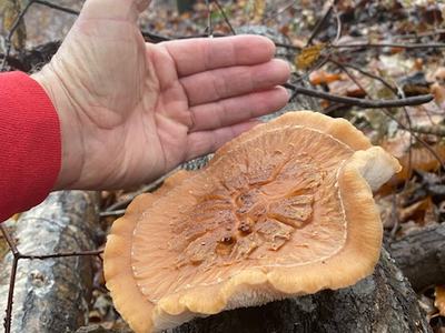 Shitake Mushroom