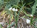 Snowdrop