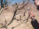 Pruning fruit trees