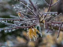 Ice on tree limb