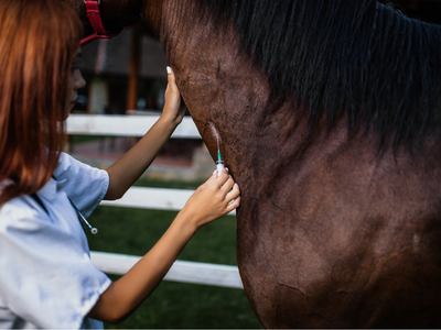 Veterinarian injecting a brown horse's neck with a syringe
