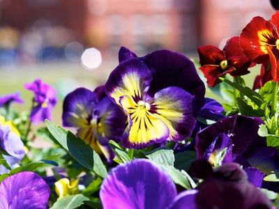 Pansies