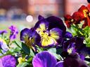 Pansies