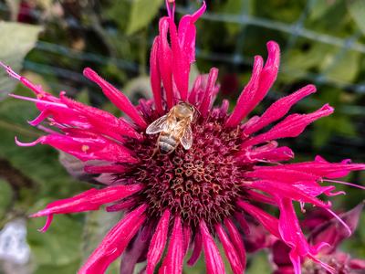 bee balm