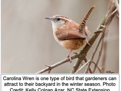 Carolina wren on a tree limb