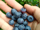 Hand holding a small pile of ripe blueberries over green foliage