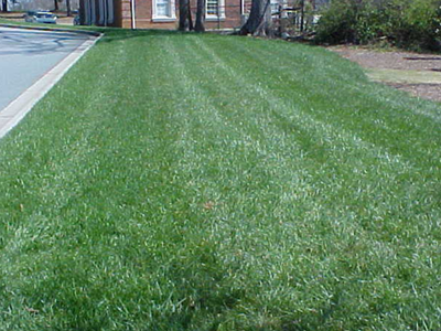 beautiful green lawn