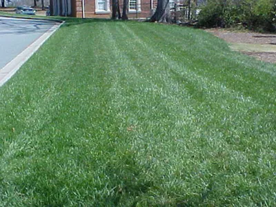 beautiful green lawn