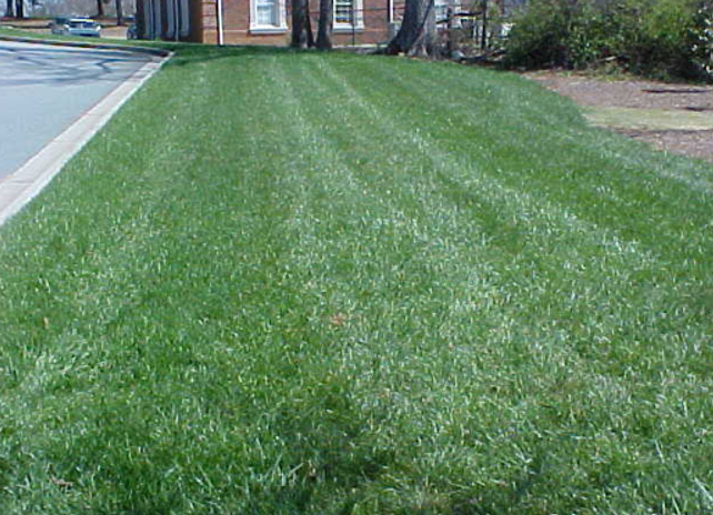 beautiful green lawn