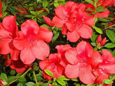 Red azalea flowers with water droplets on petals and surrounding green leaves
