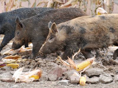 Three wild boars foraging among corn cobs in a muddy field