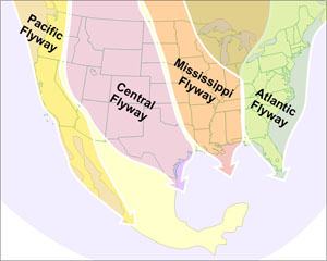 Map showing Pacific Flyway, Central Flyway, Mississippi Flyway, Atlantic Flyway over North America