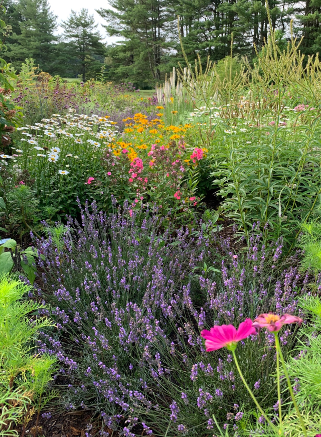 pollinator plants