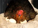 Hen on nest of eggs