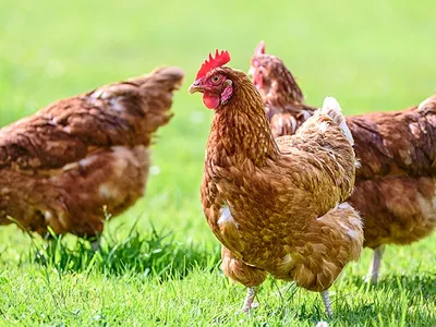 chicken
