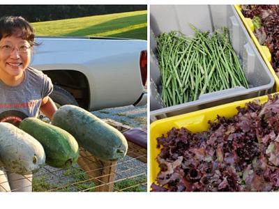 Person holding four large green melons by pickup; bins of asparagus and red leaf lettuce